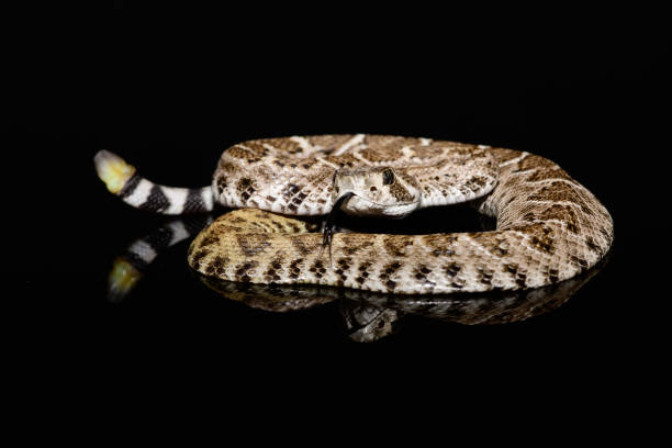 istock Western diamondback rattlesnake or Texas diamond-back (Crotalus atrox) on solid black background 1091561638