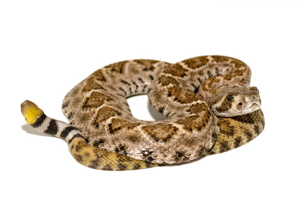 istock Western diamondback rattlesnake or Texas diamond-back (Crotalus atrox) on white background 1091561786