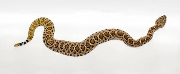 istock Western diamondback rattlesnake or Texas diamond-back (Crotalus atrox) on white background 1091561792