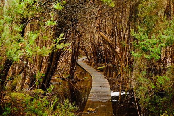 Nature Reserve on the Australian Island of Tasmania