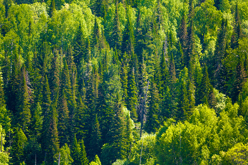 Siberian Forest