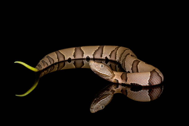 Eastern Copperhead (Agkistrodon contortrix) close-up on Black background Eastern Copperhead (Agkistrodon contortrix) close-up on Black background southern copperhead stock pictures, royalty-free photos & images