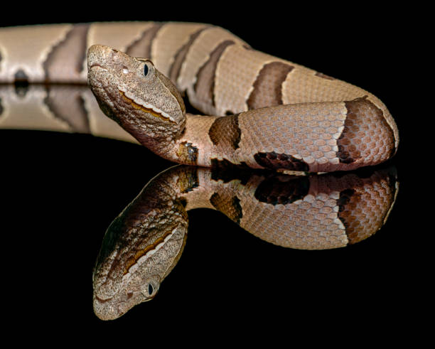 Eastern Copperhead (Agkistrodon contortrix) close-up on Black background Eastern Copperhead (Agkistrodon contortrix) close-up on Black background southern copperhead stock pictures, royalty-free photos & images