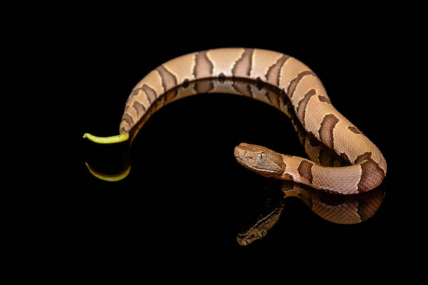 istock Eastern Copperhead (Agkistrodon contortrix) close-up on Black background 1091567222