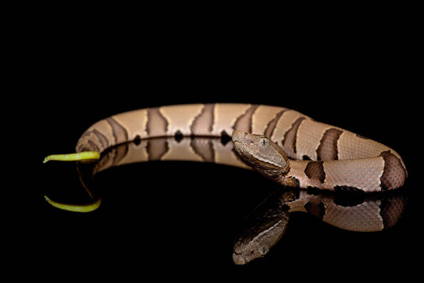 Eastern Copperhead (Agkistrodon contortrix) close-up on Black background Eastern Copperhead (Agkistrodon contortrix) close-up on Black background southern copperhead stock pictures, royalty-free photos & images