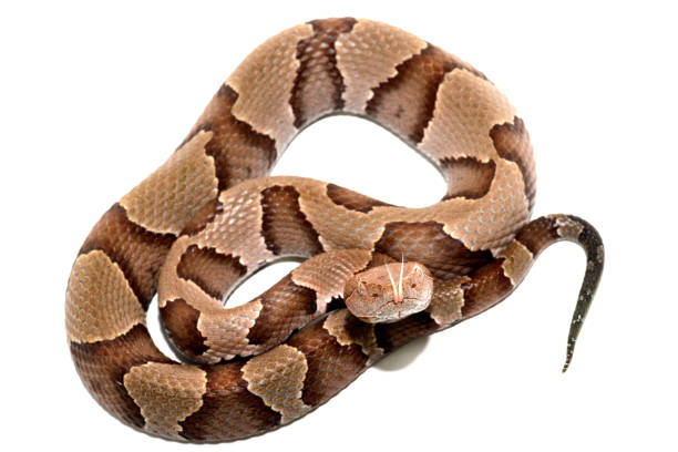 eastern Copperhead (Agkistrodon contortrix) close-up on white background. Eastern Copperhead (Agkistrodon contortrix) close-up on white background. southern copperhead stock pictures, royalty-free photos & images