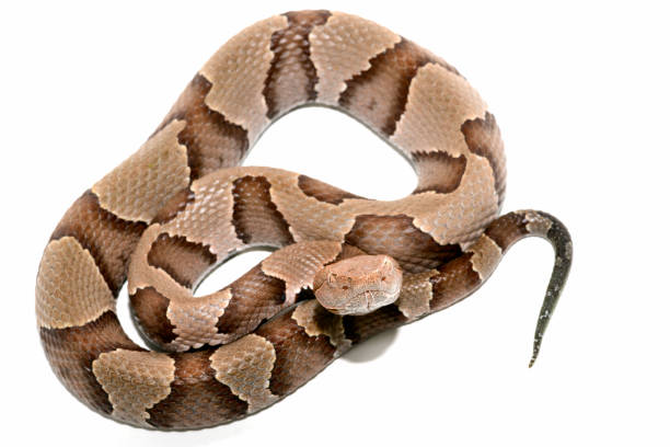 eastern Copperhead (Agkistrodon contortrix) close-up on white background. Eastern Copperhead (Agkistrodon contortrix) close-up on white background. southern copperhead stock pictures, royalty-free photos & images