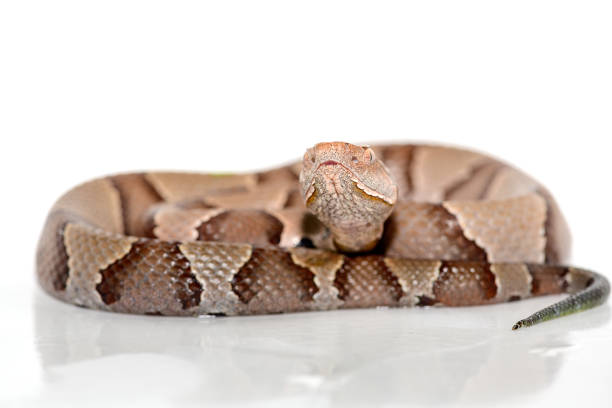 eastern Copperhead (Agkistrodon contortrix) close-up on white background. Eastern Copperhead (Agkistrodon contortrix) close-up on white background. southern copperhead stock pictures, royalty-free photos & images