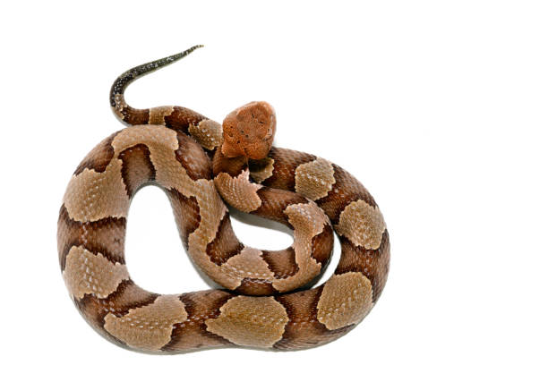 eastern Copperhead (Agkistrodon contortrix) close-up on white background. Eastern Copperhead (Agkistrodon contortrix) close-up on white background. southern copperhead stock pictures, royalty-free photos & images