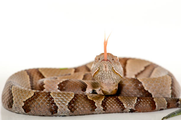 eastern Copperhead (Agkistrodon contortrix) close-up on white background. Eastern Copperhead (Agkistrodon contortrix) close-up on white background. southern copperhead stock pictures, royalty-free photos & images