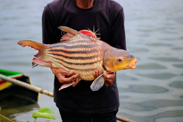 istock Fishermen catch fish in the river using a motor boat. 1091567816