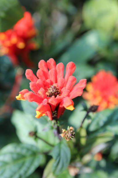 istock Focus on a red flower with the sunlight 1091570950