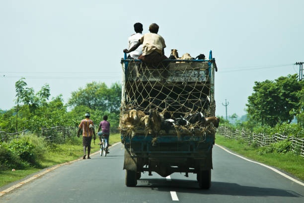 cabras em carga caminhão dirigindo na estrada indiana fora kolkata - cattle drive - fotografias e filmes do acervo