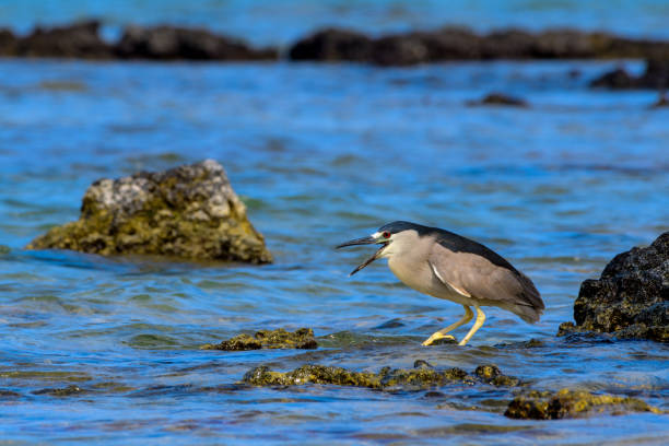 ハワイ沖の太平洋上で溶岩石に腰掛けハワイアン黒戴冠させた夜のヘロン (nycticorax nycticoras) または auku'u - heron night heron island water ストックフォトと画像