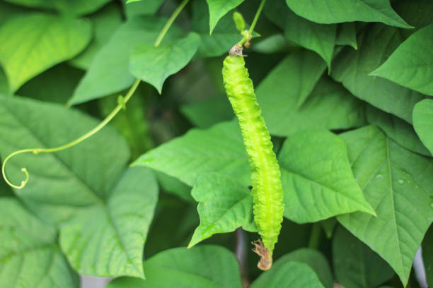 istock Princess bean, Winged bean or Goa bean (Psophocarpus tetragonolobus) hanging on tree in organic vegetable farm 1091574516