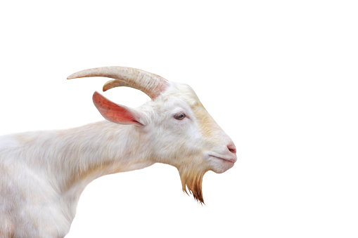 White goat head standing ( open eye )  isolated on white background ,clipping path,apra aegagrus hircus relaxed time