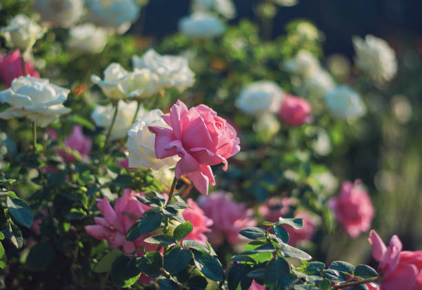 istock colourful roses in a flower show 1091578092