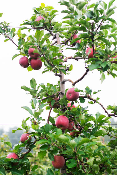 mcintosh apples ready to be picked off the tree - macintosh apple imagens e fotografias de stock