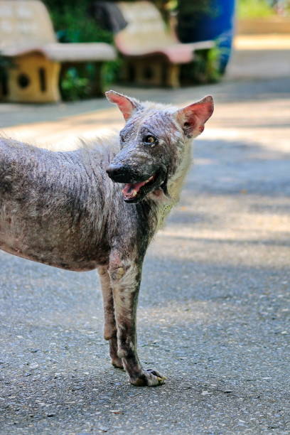 istock Dog that are sick are skin diseases. 1091578410