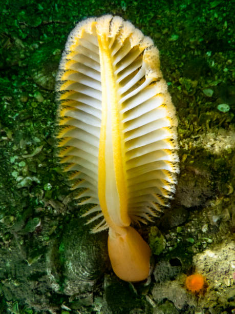 naranja mar pluma (ptilosarcus gurneyi) - filter feeder fotografías e imágenes de stock