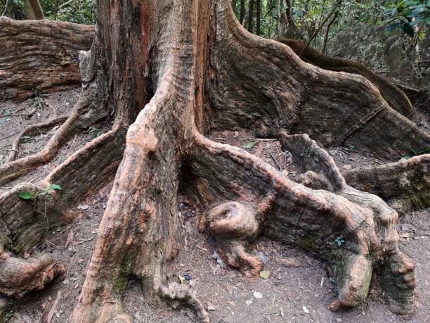 istock Giant tree roots on Victoria Peak, Hong Kong 1091580866