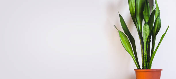 istock Indoor plant Sansevieria against a white wall. Scandinavian interior Concept 1091583476