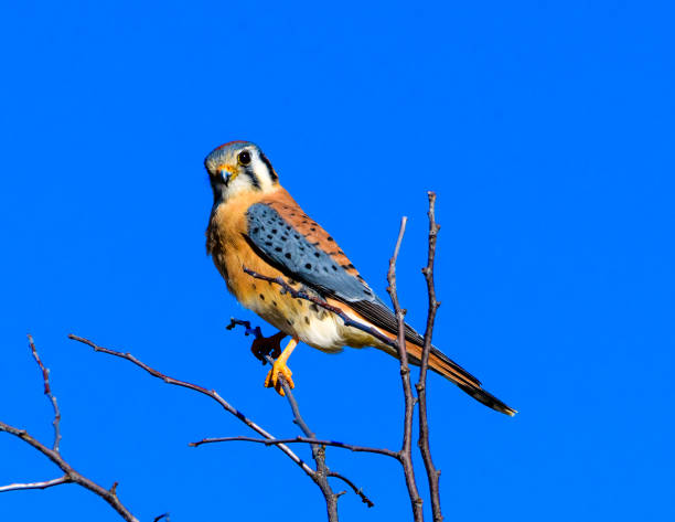 istock American kestrel (Falco sparverius) perched on a branch 1091583684