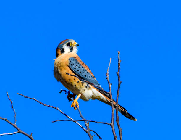 istock American kestrel (Falco sparverius) perched on a branch 1091583690