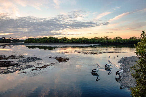 Pelican and Mangroves river riverside stock photo