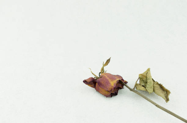 istock Dry red rose isolated on white background 1091584030