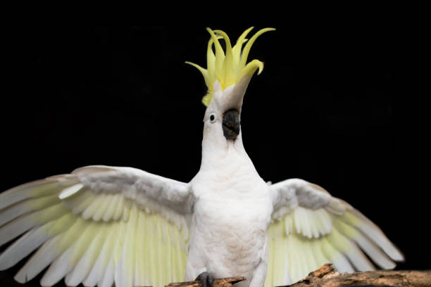 istock The Sulphur-crested Cockatoo (Cacatua galerita) wing portrait 1091584162