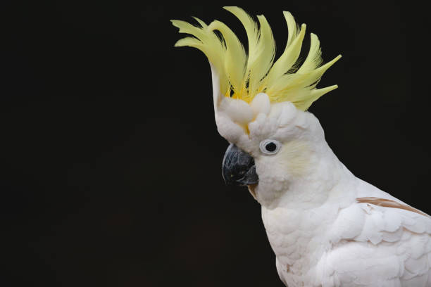 istock The Sulphur-crested Cockatoo (Cacatua galerita) portrait 1091586970