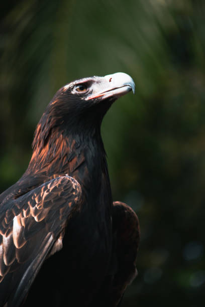 Wedge-tailed eagle Australian stock photo