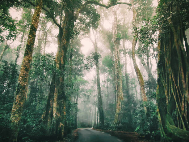 fog rain forest gum tree stock photo