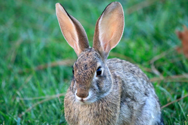 istock Cute Hare, Wild Rabbit, Wild Bunny 1091588428