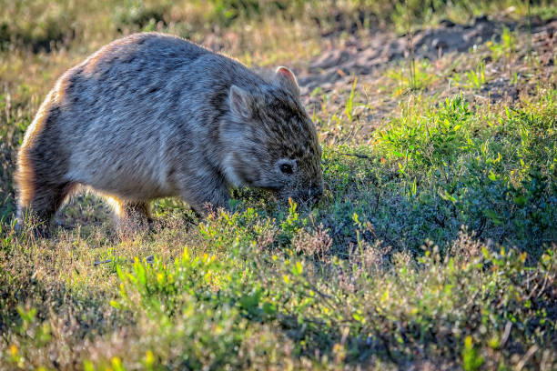 common wombat (vombatus ursinus) - common wombat imagens e fotografias de stock