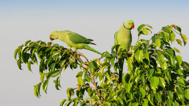 istock A Pair of Ringnecked Parakeets 1091590792