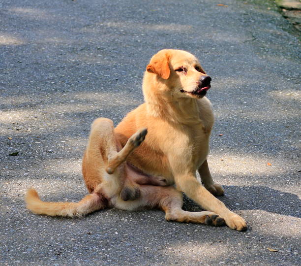 istock Dogs that are lying on the road naturally. 1091591226