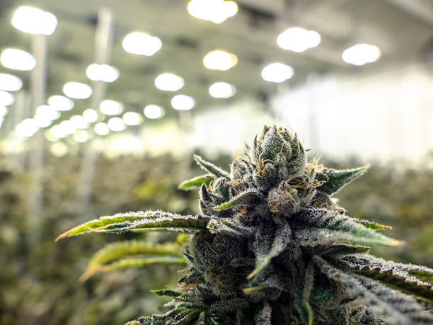 Commercial Weed Bud Grown on Plant Under Warehouse Lights Indoor marijauna facility growing sea of cannabis plants in the background with texture nug in the foreground thc photos stock pictures, royalty-free photos & images