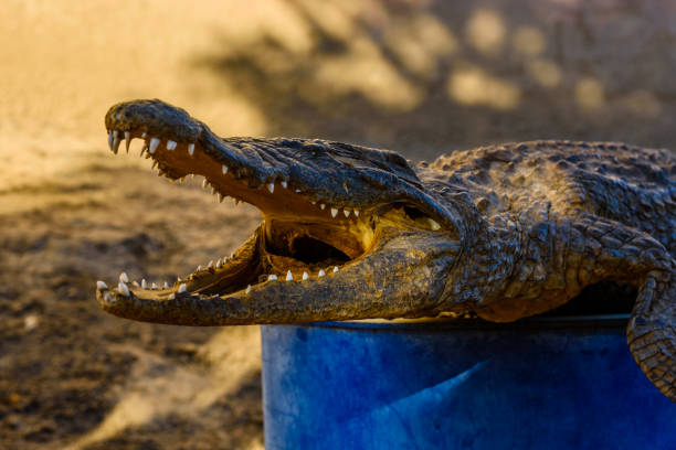 istock Dried scarecrow of young nile alligator 1091596302