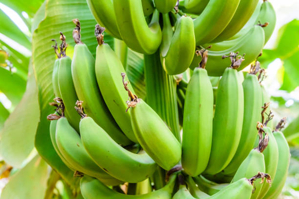 istock Bunch of the unripe green bananas on tree 1091596314