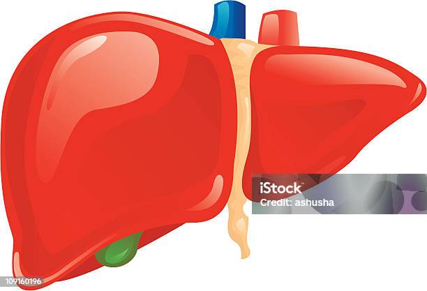Illustration Graphic Of Human Liver Stock Illustration - Download Image Now - Anatomy, Bile, Biology