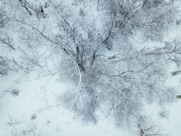 istock snowy trees in cold winter season top view b 1091603922