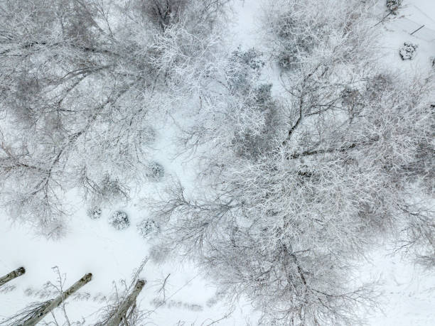istock snowy trees in cold winter season top view b 1091603926