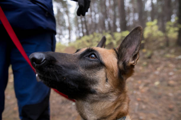 istock Hunter with a german wire-haired dog in a pine forest, hunt 1091607776