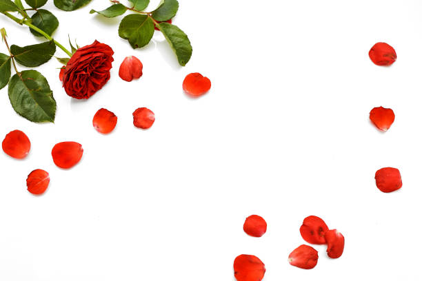 istock beautiful red rose with leaves isolated on white background with copy space 1091609846