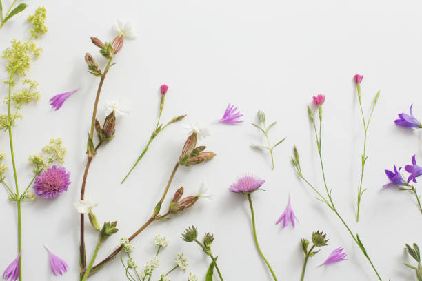 istock summer flowers on white paper background 1091613176