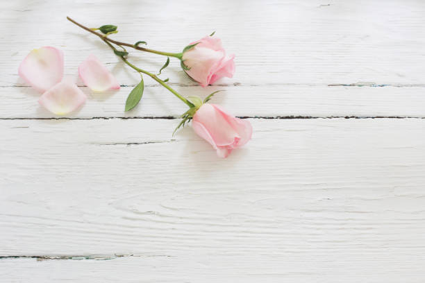 istock pink roses on white wooden background 1091613192
