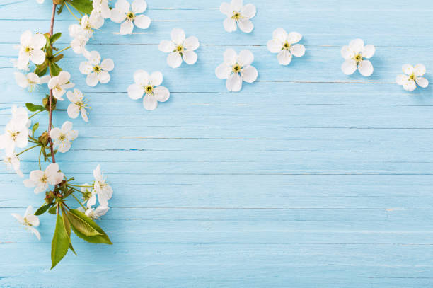 istock spring flowers on blue wooden background 1091613250