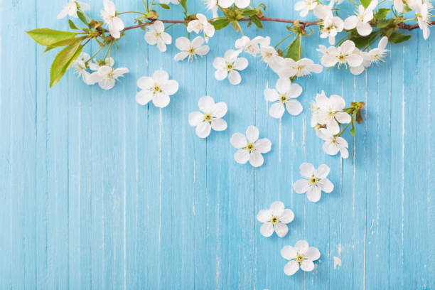 istock spring flowers on blue wooden background 1091613258